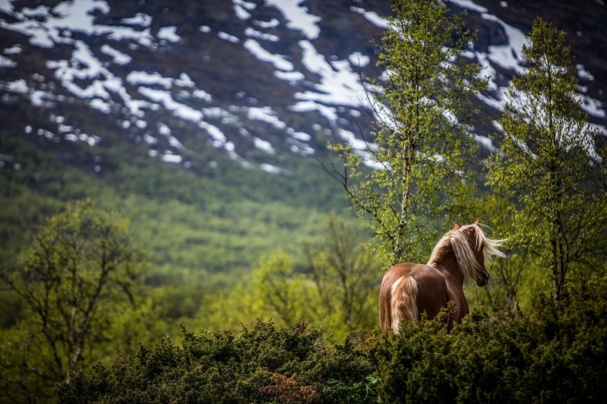 Mountain Mystery