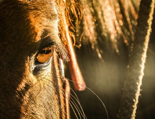 Luke 23: Et nytt lys