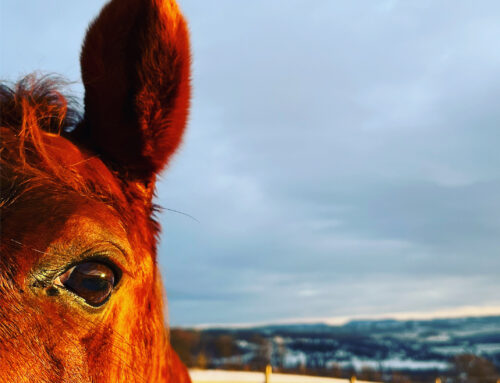 LUKE 16: Hva gjør du når hesten … *(sett inn uønsket atferd her)