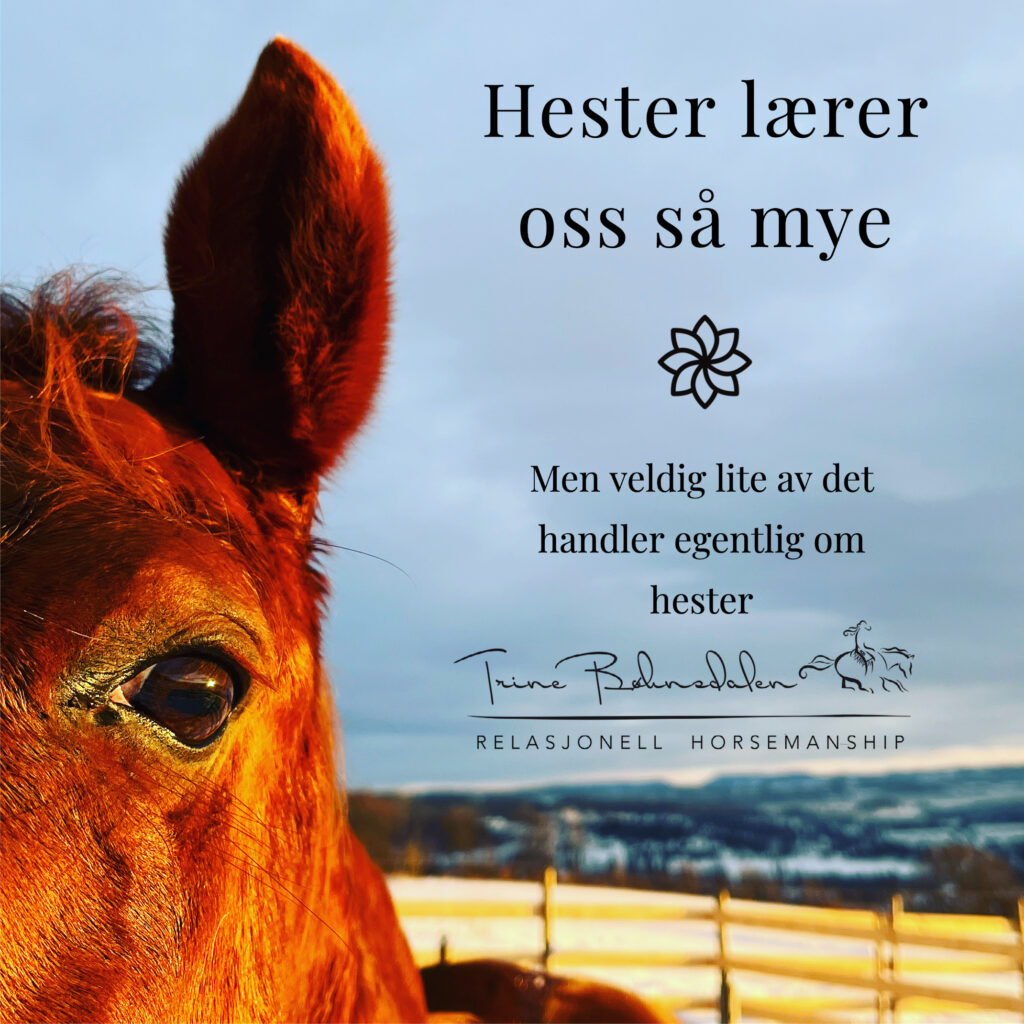 Hestenlærer