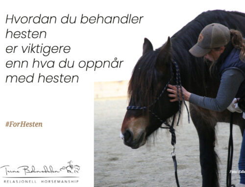 Hvordan du behandler hesten