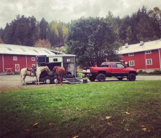 Out and about with the crew again. This weekend we were part of the fall adventure of gathering the cattle and bringing them home to the farm with @rogner_epic_rides in Østerdalen. But this year most of the cattle had come down from the mountains themselves ahead of the weekend, so we spent most of our time sorting and checking cows and calves. We also brought the bulls home from the massive paddock called «Jurassic Park» (name for a reason 😅). Tres was my main mount this weekend. He just gets better and better with his responsibilities, his availability when it comes to energy and movement. Although he didn’t get the opportunity to work that much during the weekend (meaning: things went really well for the guests and rest of the crew 👏), I just loved to feel how ready and avsilable he was, for anything I would have asked of him. 🥰 #rideeventyr #rognerrideeventyr #rognerepicrides #rognergård #østerdalen #allsidighorsemanship #hesterbest #workhorses #workhorse #ranchhorse #shiningzancuelo #tresthepainthorse #kvegsanking #cowhorse #ramtrucks #dodgeram #iforwilliams #iforwilliamsnorge