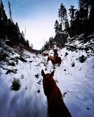 I always look forward to the horseback adventures @rogner_epic_rides . Karen Anna is a master of epic rides, and I always feel fortunate when I can bring my fourlegged crew and both help out and join in on the festivites. 🥳 Like on this fullmoon, Christmas ride, where we followed an interesting moose trail through areas not suitable for riding in the summer. Shilo was my main mount and Tres tagged along as a pony horse. I learned three important lessons during this ride: 1. Although Shilo was the best in shape of the two and ready for the challenge, I somehow forgot what a handful Tres can be as a pony horse when he is bubbling with energy, and how Shilo is agile enought to make sure she stays out of his way during fast gallops. Need to have this in mind for next adventure. 😅 2. If you think about doing something, do it. A little voice told me to let Tres be loose when crossing some of the challenging windfalls we had to cross. I didn't, because he had so much energy and a bunch of horses were in front, thus ended up putting him in a bad situatiom where he did not get enough time to balance himself, so he stumbled and fell down and got some scratches both here and there. Such a bad decision by me and I felt so bad. Lesson for next time: Listen to that voice. Tres of course got spoiled with carrots and everything he wanted after this. 2. When in doubt and wanting to stay in the comfort zone, epic experiences are lurking around the corner. Just do it, and brag, cry, sweat or laugh about it later. ⛄️🤠🌲 #rognerepicrides #rognerrideeventyr #rideeventyr #moosetracks #fullmoonride #shiningzancielo #aqhaproud #hesterbest #horsesofinstsgram #trailridingadventure