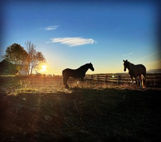 Tres and Jehannes enjoying the warmth of the sunrays one early fall morning @lundehagenequine 🍁☀️ #tresthepainthorse #peppygoldentreasure #jehannesthefriesian #horsesofinstagram #hesteliv #hesterbest #horselife #hesteliv #horseherd #morninghorse #equine #instahorse #fallhorse