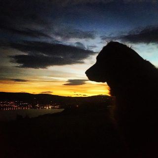 Colt overlooking the spectacular view from his favorite new field here at Lundehagen. I think we are both pretty fond of this view both day and night! 🤩 #colt #solsvingensgoldencolt #whataview #jaktgolden #goldenretriever #lundehagen #lundehagengård #rundtmjøsa #mjøsabynight #dogsilhuette #mjøsa #moelv #dogsofinstagram #instadog