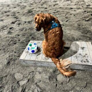 All he really wants, is for someone to come and try to take his ball, if they dare. Oh, what joy that gives him. 💕 #simplethings #joy #playalong #goldenretriever #jaktgolden #colt #solvsingensgoldencolt #lundehagen #lundehagengård