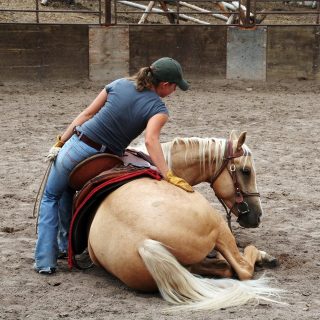 I will never forget Surfer. Big, bold palomino Surfer. He was at a ranch I was working at in the mountains of Colorado. He was started by a local trainer. I thought I knew a thing or two about riding young horses at that time, but Surfer taught me I didn't knew that much after all. He dumped me in a fresh pile of manure the first day I tried to ride him. And the next. The third day I realized I needed to do things differently with him, to reach in to him. I was by no means a tough cowboy and did not have the guts or the balance to just try to hang on his back, because he was so fast and athletic. I worked with him on the ground a lot. Teaching him different things for control and communication. Since I worked by myself on this ranch with the horses, I used a retired ropinghorse on the farm to help me get Surfer more comfortable with me on his back again. To be honest, I rode the ropinghorse out on the trail with Surfer as a lead horse, and then I "swapped" on the way back, literally hopping from the roping horse over on Surfers back, but still having my one leg in the stirrup of the roping horse and "riding" him. It sounds whacky, I know. And it was. But somehow I felt safer this way. Jammer was a solid ropinghorse. Old, safe, schooled and cool as a summerbreeze. He helped me with all the young horses at this ranch and taught me so much. Surfer went on to become a solid and safe ride, although I think I might use a different approach nowadays. 😅 But if somebody ever wondered why I am so comfortable with bringing two horses to any situation, I think both Surfer and Jammer have something to do with that. ♥ #downmemorylane #surferandjammer #horsetraining #unghest #notyouraverageyounghorseriding #horsemanship #coloradoinmy❤️ #allsidighorsemanship #horsesofinstagram #aqha #palomino