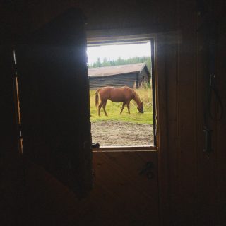 What better view outside your cabin door one early morning than this? 😍 #Shilo #shiningzancielo #aqha #aqhaproud #horsesofinstagram #mountainhorse #fjellhest #rognerrideeventyr #rideeventyr #hesterbest #quarterhest #westernhest #cabinlife #hytteliv #seterliv #seter #myklebyseter