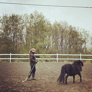 I saw a young girl the other day, lunging her horse. Her eyes was fixed on her cellphone in her right hand, while her left hand was directing the horse. The horses trotted along like it was the most natural thing to do. Like the girl had pushed a button for trot on autopilot. It made me wonder. How does this lack of awareness and attunement affect the connection between the horse and the human? Do our lack of being present make the horse learn to ignore our energy and our body language? More thoughts about this: https://www.facebook.com/photo?fbid=323865546075281&set=a.202270868234750 #relationalhorsemanship #horsemanship #relasjonellhorsemanship #tilstedeværelse #horseandhumanconnection #hestenogmennesket #mindfulhestehåndtering #lunging #longering #hestpåautopilot #hestekommunikasjon #hestogsamspill #hesteliv #hest #hest360 #forståhesten #kroppsspråk